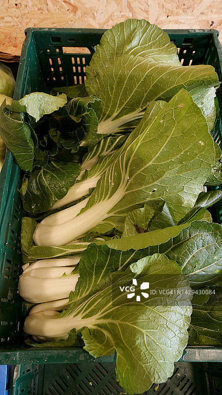 小白菜图片素材