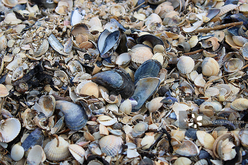 北海的贝类图片素材