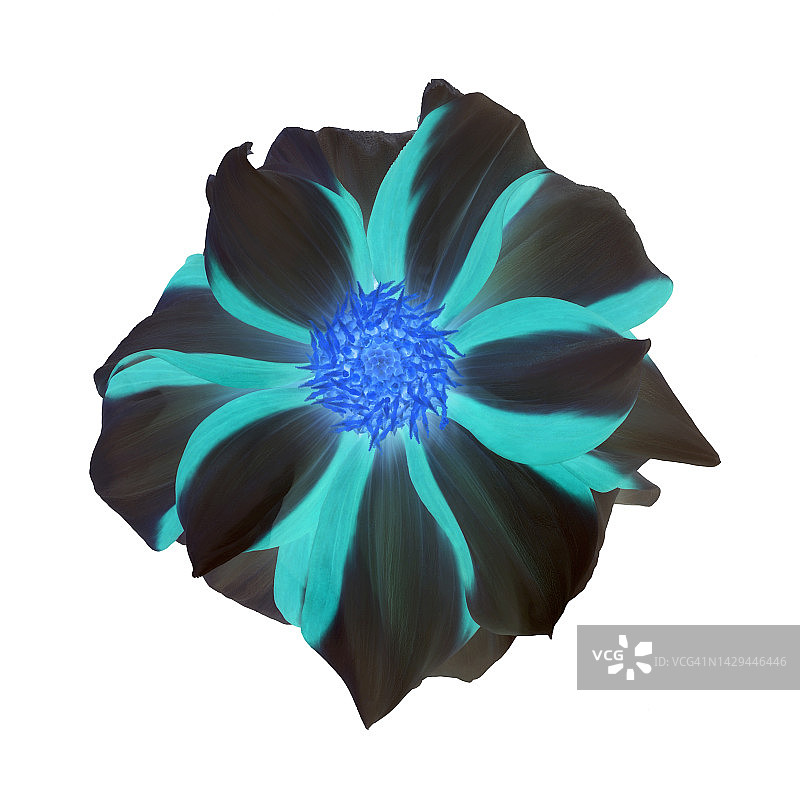 白色背景上的黑色、蓝色和蓝绿色大丽花图片素材