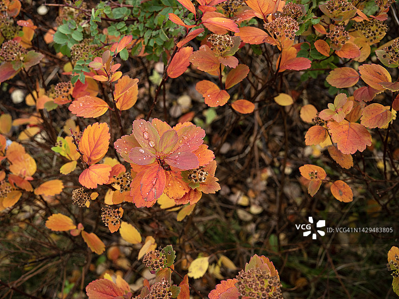 秋季绣线菊背景图片素材