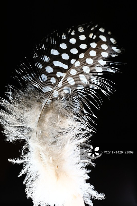 优雅而脆弱的羽毛图片素材