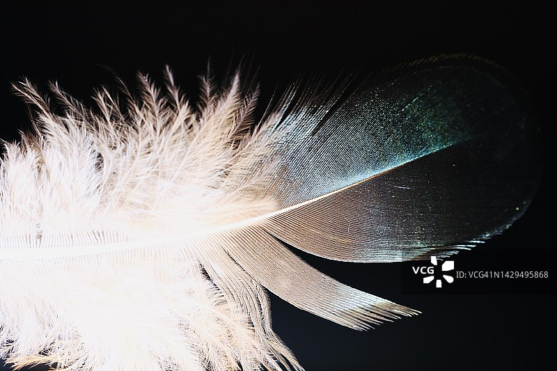 黑色背景上的独特羽毛图片素材