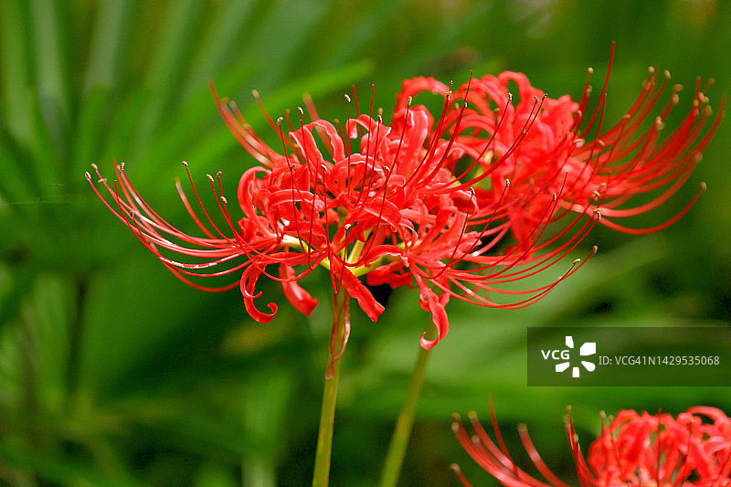 石蒜花/秋分之花/飓风百合图片素材