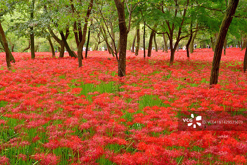 石蒜花/秋分之花/飓风百合图片素材