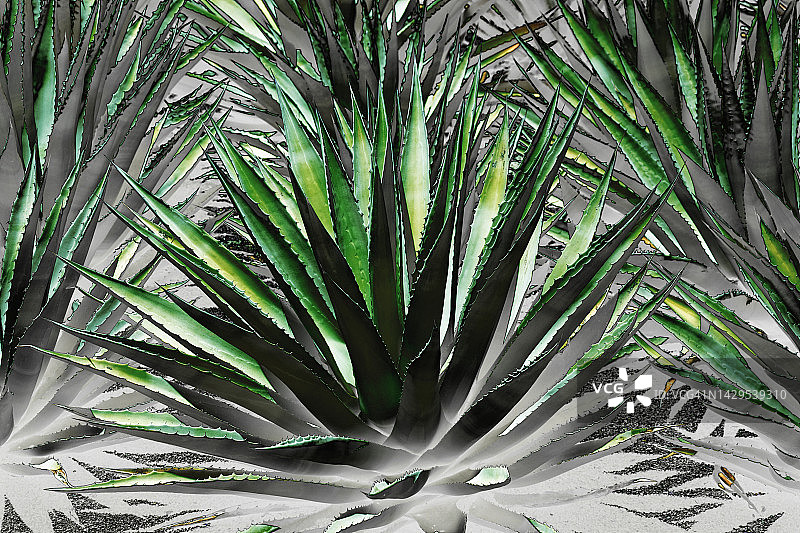 经过处理的龙舌兰图片素材