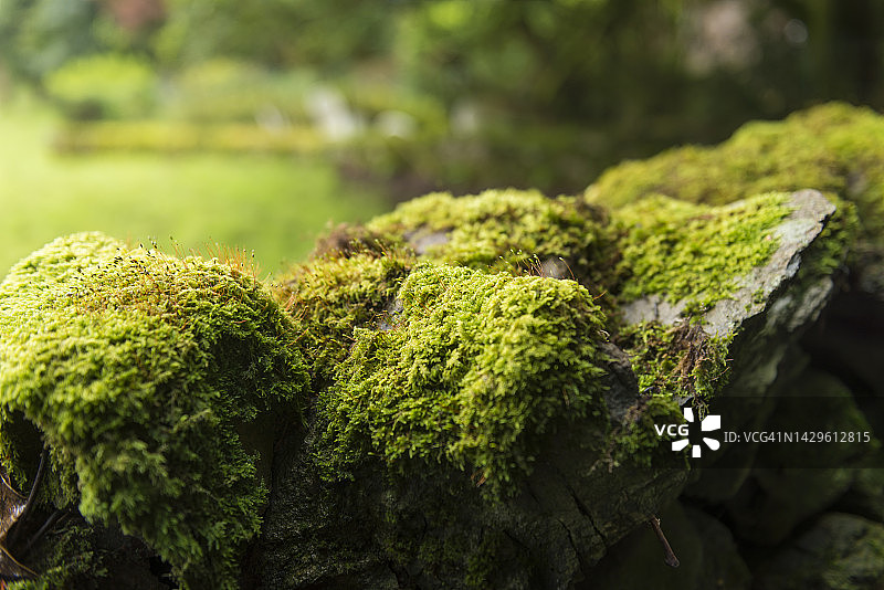 英国乡村沿途覆盖着苔藓的石墙图片素材