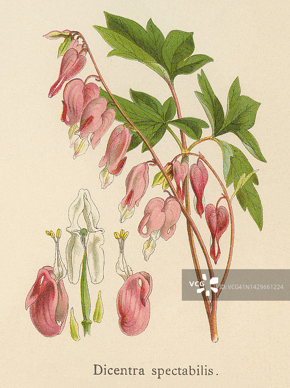 植物学老旧石版画插图荷包牡丹图片素材