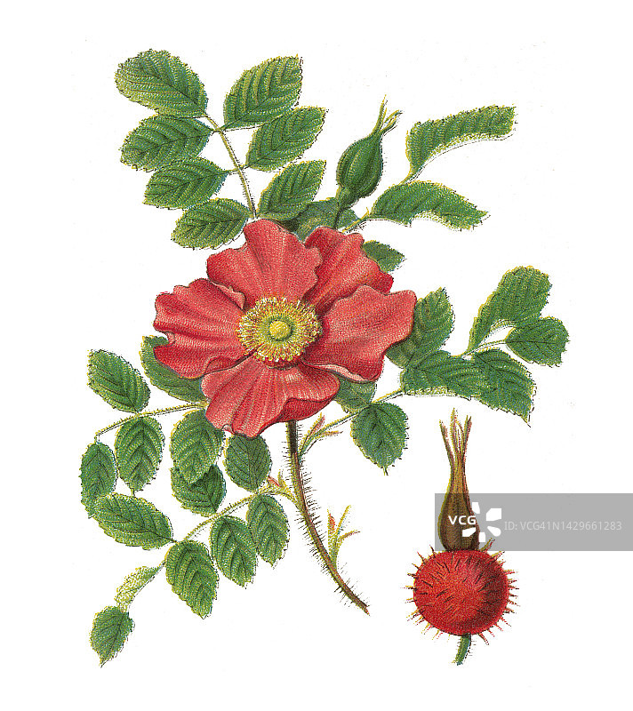 中国植物：玫瑰图片素材