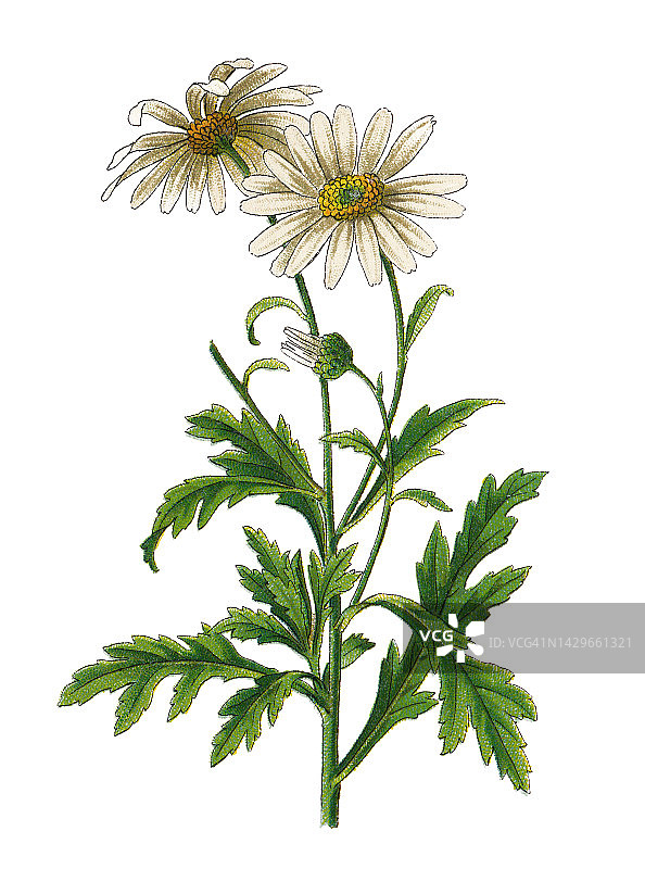 植物学老式彩色石印插图：巴黎雏菊图片素材