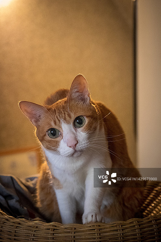 坐在沙发上的可爱橘色宠物猫图片素材