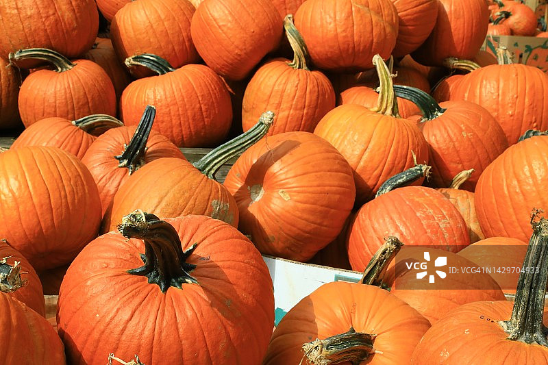 秋季南瓜展示图片素材