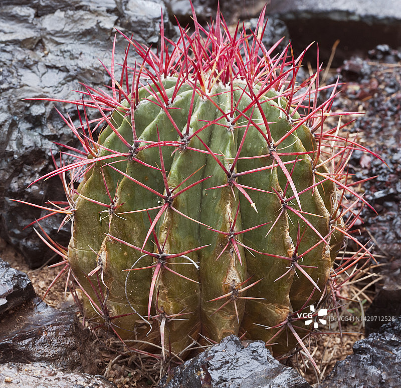 墨西哥火桶仙人掌图片素材
