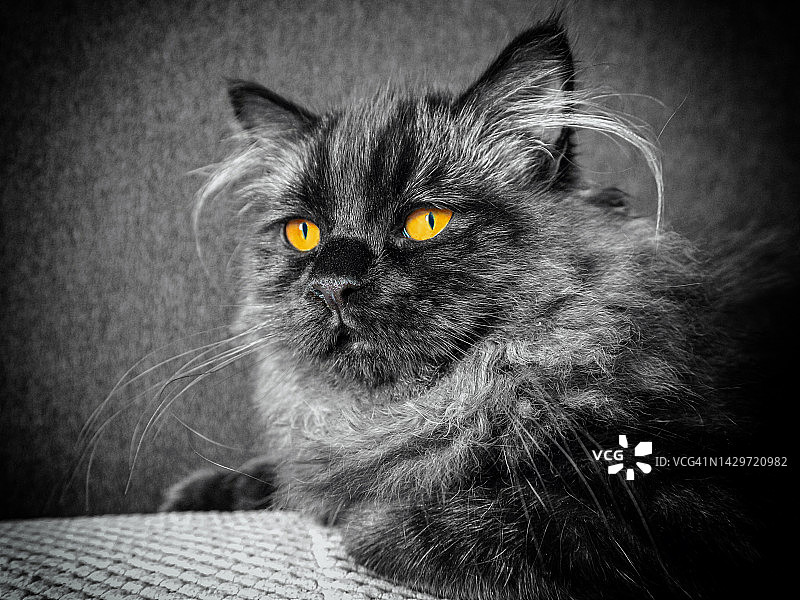 波斯黑猫图片素材