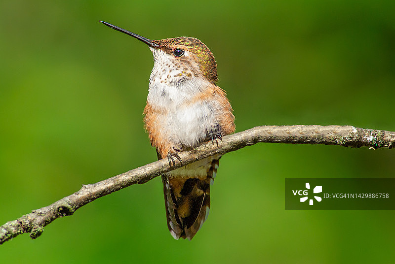 蜂鸟栖息在树枝上图片素材