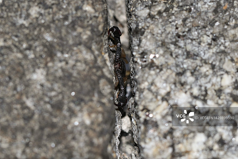 黄尾蝎：一种在英国墙壁中生存的非欧洲本土蝎子图片素材