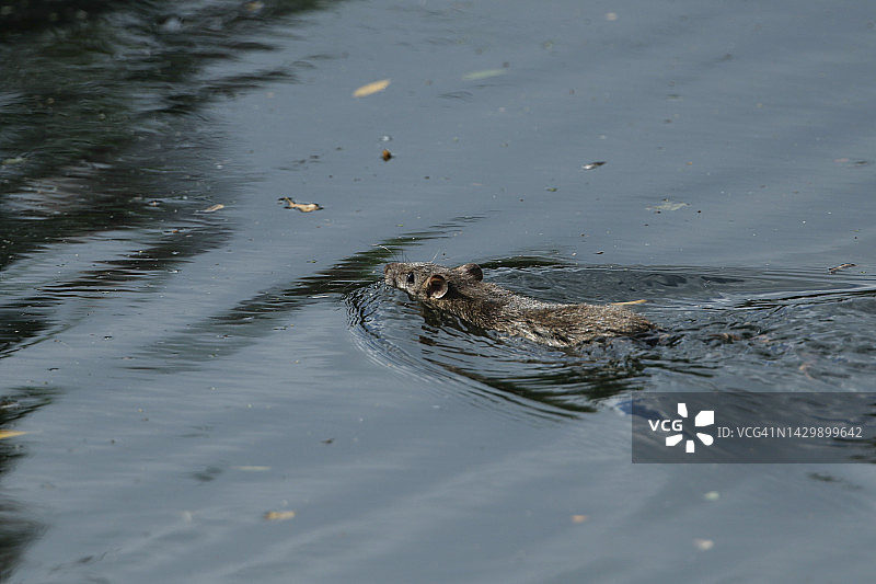 褐家鼠在湖中游泳图片素材