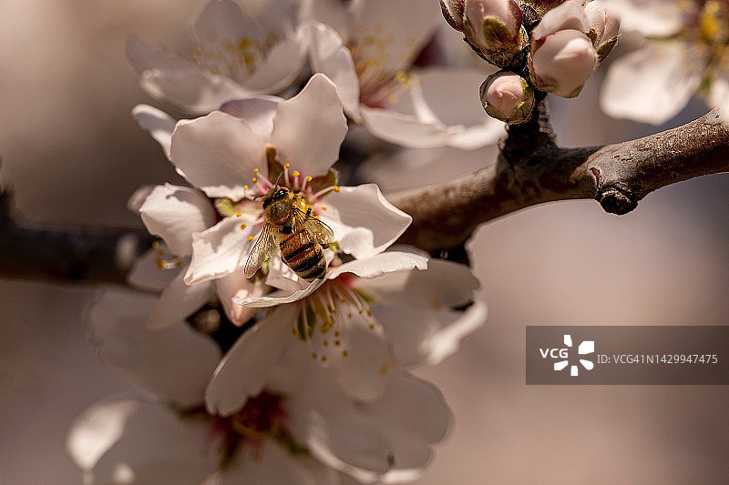 杏花上的蜜蜂图片素材