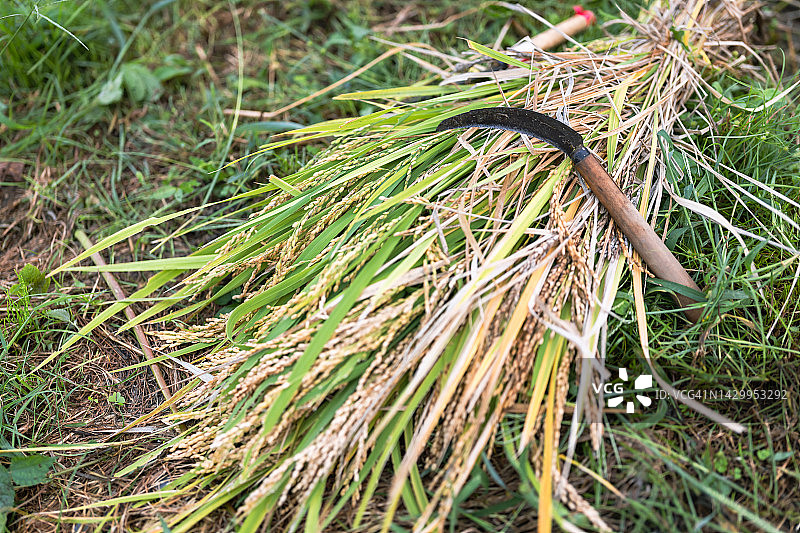 一家人收获有机种植水稻，一位朋友帮忙图片素材