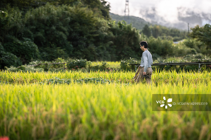 一家人收获有机种植水稻，一位朋友帮忙图片素材