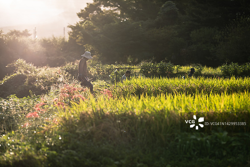 一家人收获有机种植水稻，一位朋友帮忙图片素材