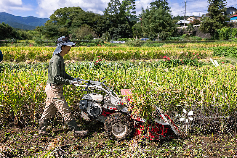 一家人收获有机种植水稻，一位朋友帮忙图片素材