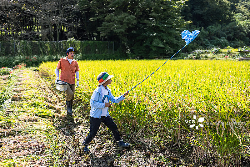 一家人收获有机种植水稻，一位朋友帮忙图片素材