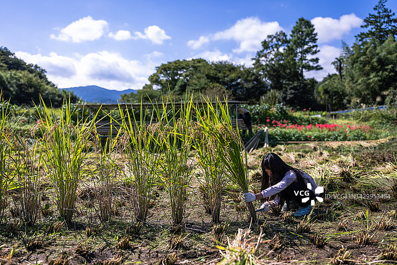 一家人收获有机种植水稻，一位朋友帮忙图片素材