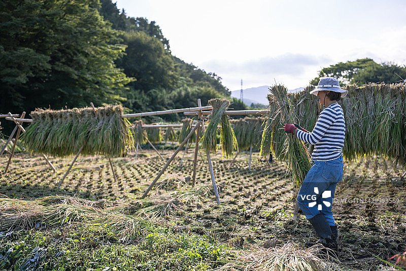 一家人收获有机种植水稻，一位朋友帮忙图片素材