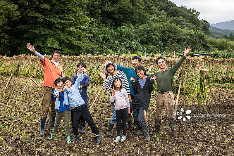一家人收获有机种植水稻，一位朋友帮忙图片素材