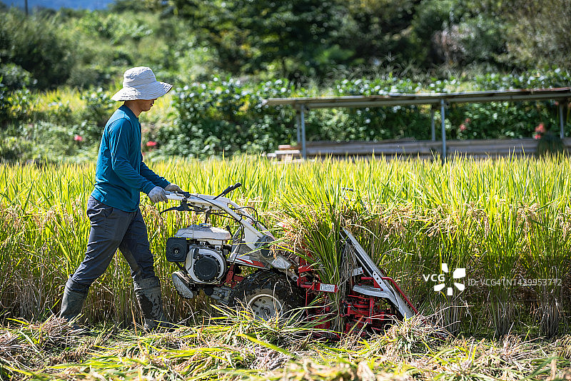 一家人收获有机种植水稻，一位朋友帮忙图片素材