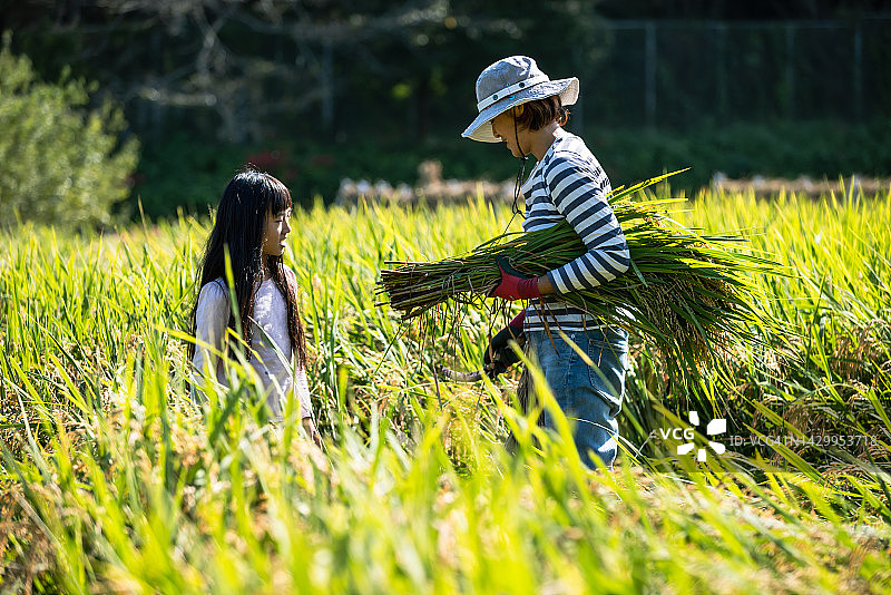 一家人收获有机种植水稻，一位朋友帮忙图片素材