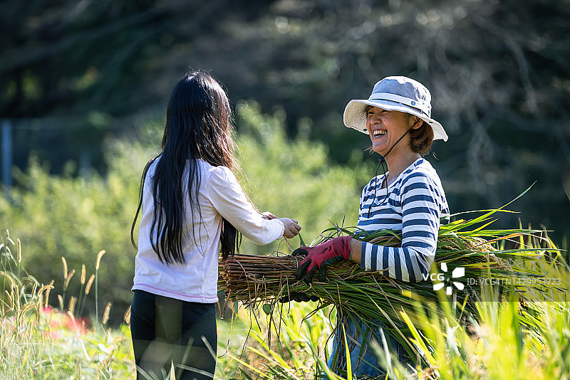 一家人收获有机种植水稻，一位朋友帮忙图片素材