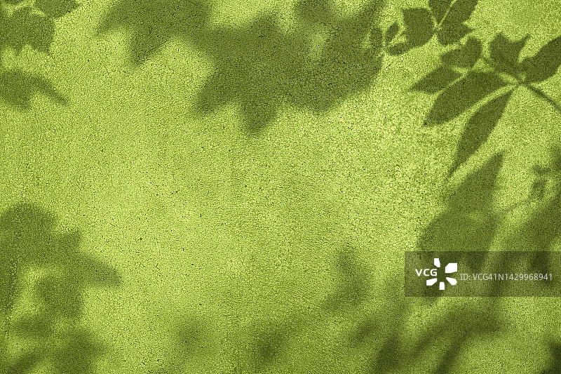 树叶在橄榄绿色混凝土墙纹理背景上的影子图片素材