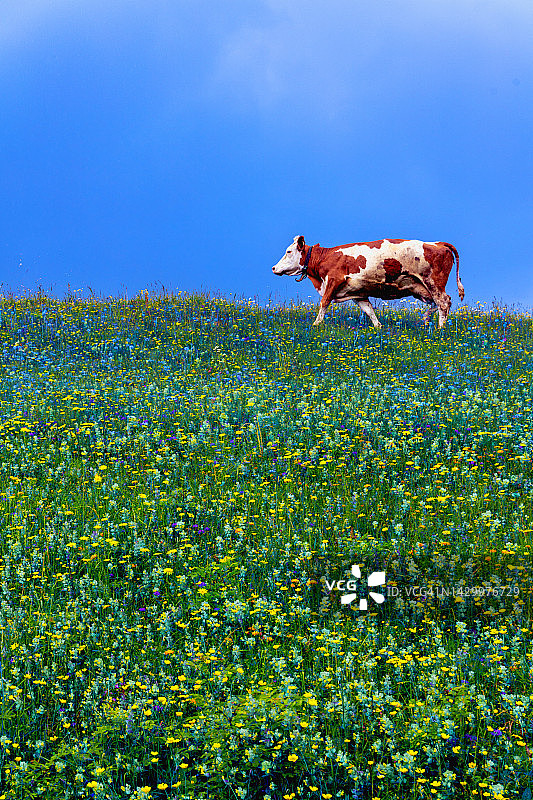 阿尔卑斯山上美丽野花草甸上的奶牛，背景是蓝色雨天，奥地利蒂罗尔图片素材