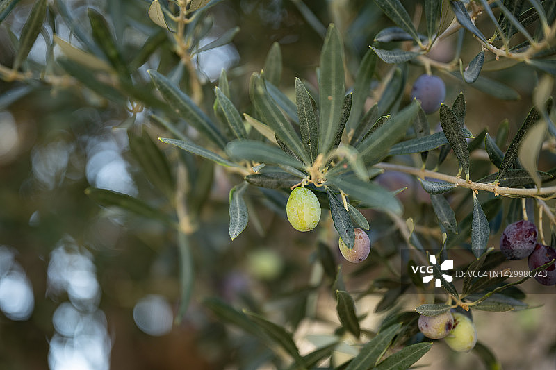 希腊莱斯沃斯岛上生长的橄榄图片素材
