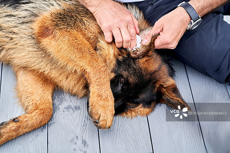 男人清洁狗的耳朵图片素材