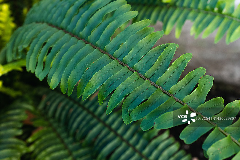 花盆中的绿色常绿植物、肾蕨矗立在窗台、阳台和户外，自然背景，一栋拥有大量室内植物的建筑物或房屋，房屋区域、院子的景观美化，城市街道，非城市舞台图片素材