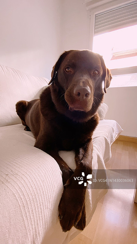 6岁的金毛寻回犬，年老疲惫，棕色，坐在家里的沙发上，看着镜头图片素材