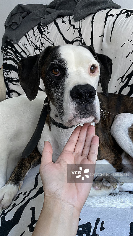 拳师犬，5岁，看着镜头，面带悲伤，想念主人图片素材