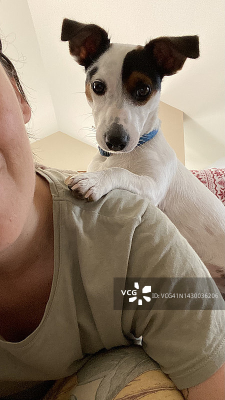 女孩和肩上的杰克罗素梗犬自拍，看着镜头图片素材