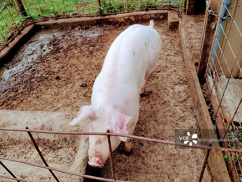 养猪业图片素材