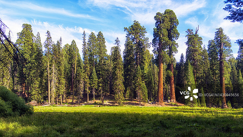 红杉国家公园图片素材