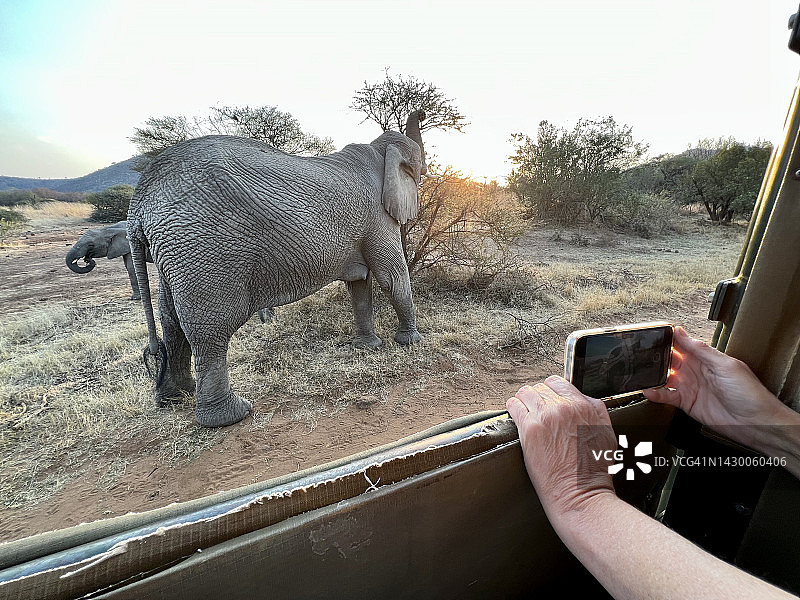 在野生动物摄影之旅中拍摄正在觅食的野象图片素材