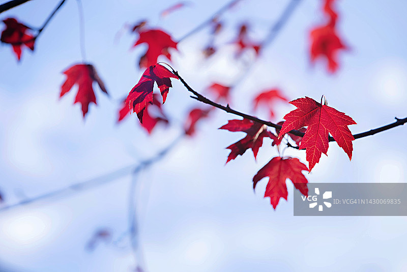悬挂在树上的红色秋叶图片素材