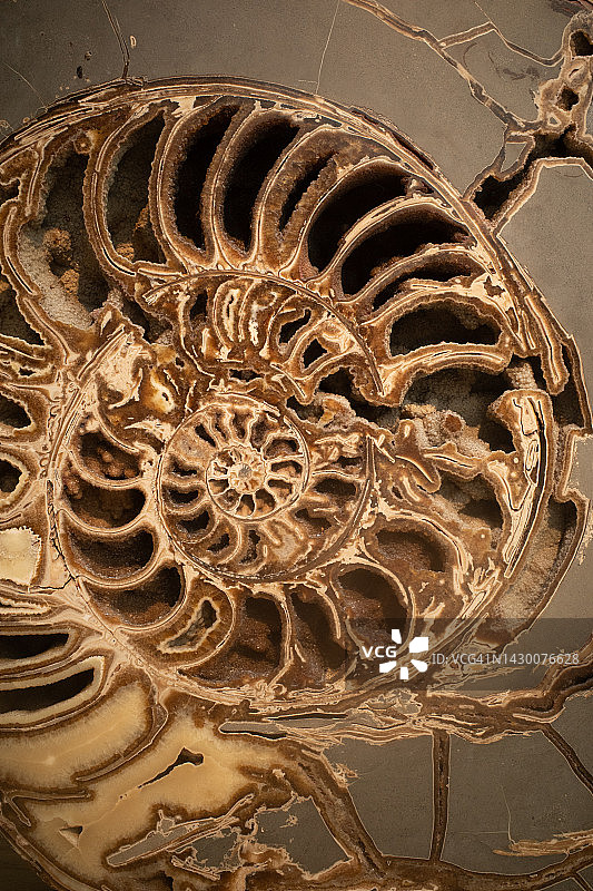 鹦鹉螺石化石图片素材