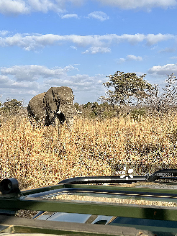 野生公象摄影之旅图片素材