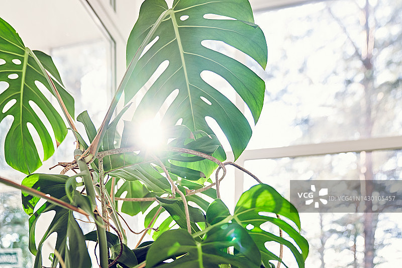 阳光下冬季花园里盆栽龟背竹。在美丽的自然阳光下拍摄的热带植物的特写镜头。植物背景。图片素材