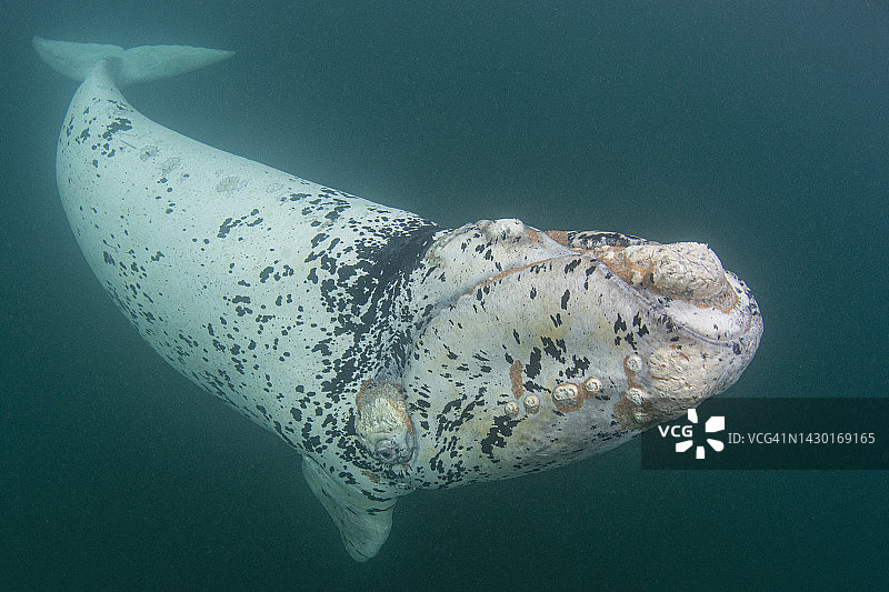 在阿根廷巴塔哥尼亚海岸近海游泳的南方露脊鲸幼崽图片素材