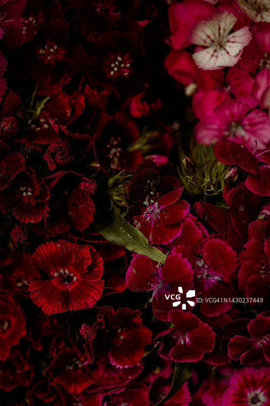 红色花朵背景图片素材