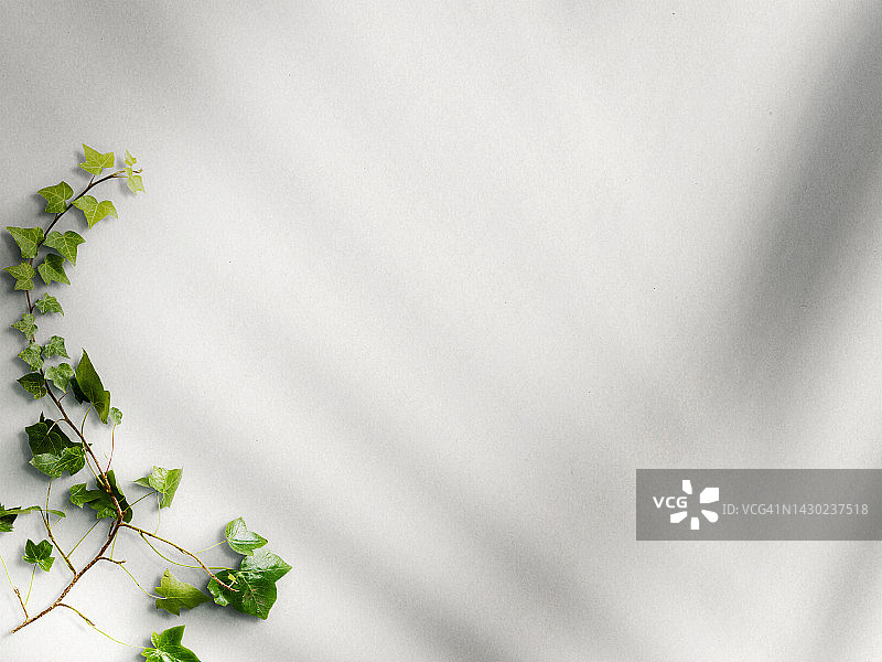 白色背景上的常春藤枝条阴影图片素材